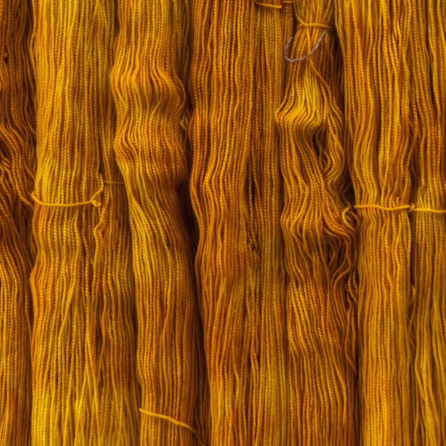 ColourSilky Monarch