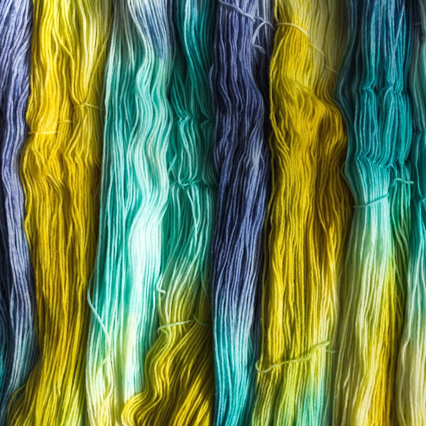 ColourBalance Wellensittich (Monatsfärbung Mai 2023)